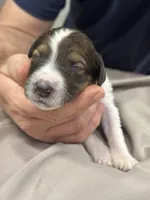 Winston, a male Aussiedoodle for sale in Eighty Four, PA – Photo 6 of 6