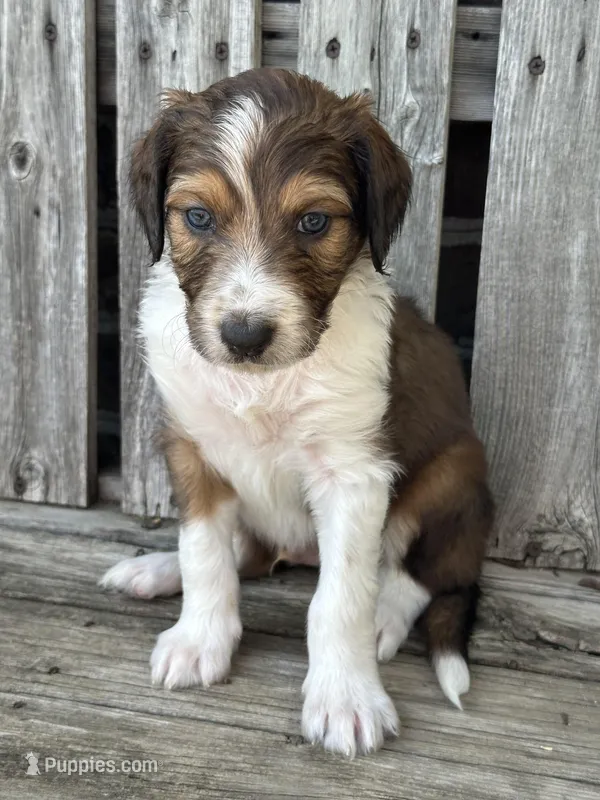 Winston – Aussiedoodle puppy for sale in Eighty Four, PA