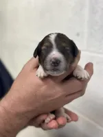 Winston, a male Aussiedoodle for sale in Eighty Four, PA – Photo 4 of 6