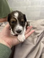 Winston, a male Aussiedoodle for sale in Eighty Four, PA – Photo 3 of 6