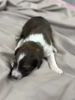 Winston, a male Aussiedoodle for sale in Eighty Four, PA – Photo 5 of 6