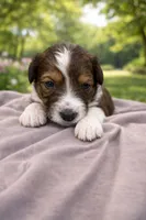 Winston, a male Aussiedoodle for sale in Eighty Four, PA – Photo 2 of 6