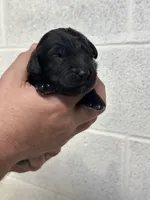 Merlin , a male Aussiedoodle for sale in Eighty Four, PA – Photo 5 of 10