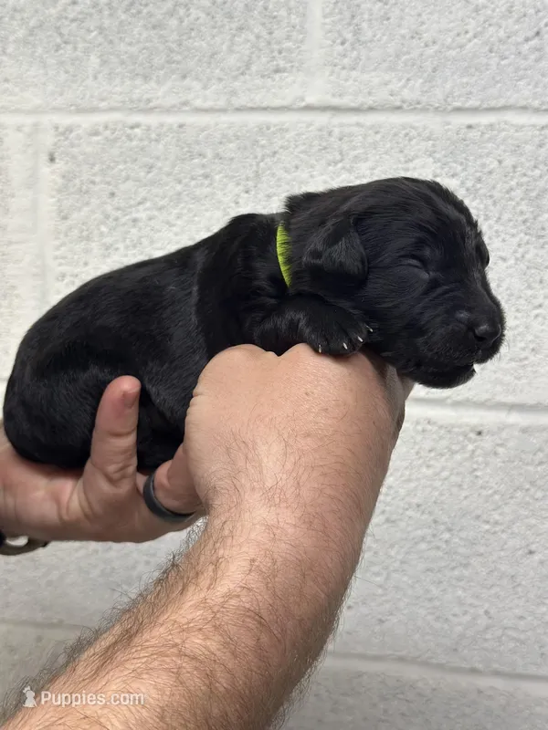 Merlin  – Aussiedoodle puppy for sale in Eighty Four, PA