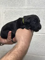 Merlin , a male Aussiedoodle for sale in Eighty Four, PA – Photo 1 of 10