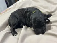 Merlin , a male Aussiedoodle for sale in Eighty Four, PA – Photo 9 of 10