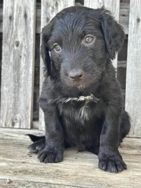 Merlin  – Aussiedoodle puppy for sale in Eighty Four, PA
