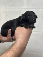 Merlin , a male Aussiedoodle for sale in Eighty Four, PA – Photo 3 of 10