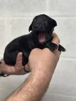 Merlin , a male Aussiedoodle for sale in Eighty Four, PA – Photo 7 of 10