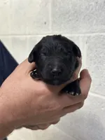 Merlin , a male Aussiedoodle for sale in Eighty Four, PA – Photo 6 of 10