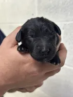 Merlin , a male Aussiedoodle for sale in Eighty Four, PA – Photo 4 of 10