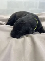 Merlin , a male Aussiedoodle for sale in Eighty Four, PA – Photo 8 of 10