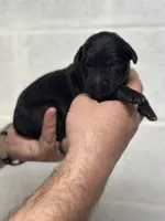 Merlin , a male Aussiedoodle for sale in Eighty Four, PA – Photo 2 of 10