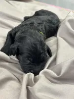 Merlin , a male Aussiedoodle for sale in Eighty Four, PA – Photo 10 of 10