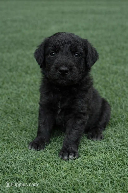 Merlin  – Aussiedoodle puppy for sale in Eighty Four, PA