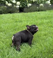Banks, a male French Bulldog for sale in Salem, NH – Photo 5 of 7