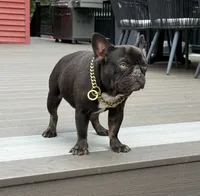 Banks, a male French Bulldog for sale in Salem, NH – Photo 2 of 7