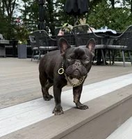 Banks, a male French Bulldog for sale in Salem, NH – Photo 6 of 7