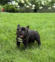 Banks, a male French Bulldog for sale in Salem, NH – Photo 1 of 7