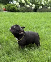 Banks, a male French Bulldog for sale in Salem, NH – Photo 4 of 7