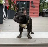 Banks, a male French Bulldog for sale in Salem, NH – Photo 7 of 7