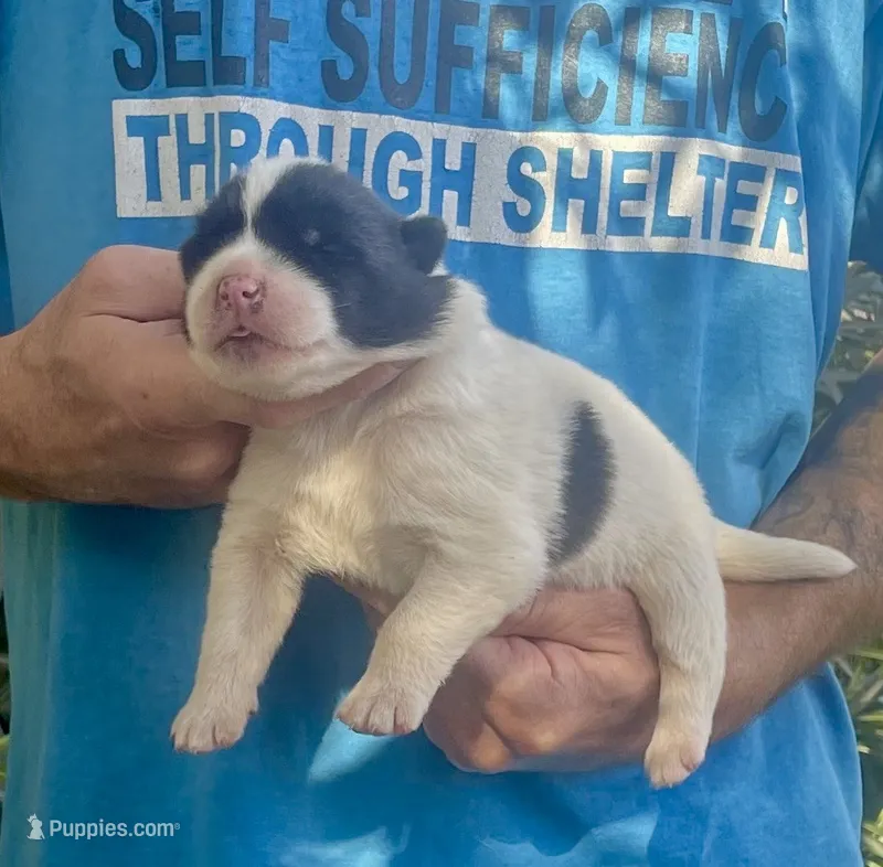 M2 – Akita puppy for sale in Bakersfield, CA