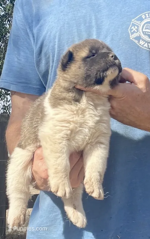 F3 – Akita puppy for sale in Bakersfield, CA