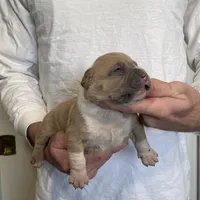 F3, a female American Bully for sale in Bakersfield, CA – Photo 1 of 5