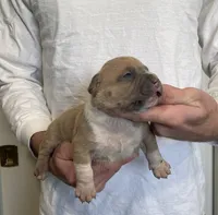 F3, a female American Bully for sale in Bakersfield, CA – Photo 1 of 5