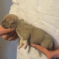 F3, a female American Bully for sale in Bakersfield, CA – Photo 3 of 5