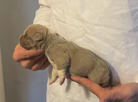 F3, a female American Bully for sale in Bakersfield, CA – Photo 3 of 5