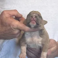 F3, a female American Bully for sale in Bakersfield, CA – Photo 2 of 5