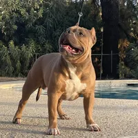 F3, a female American Bully for sale in Bakersfield, CA – Photo 5 of 5