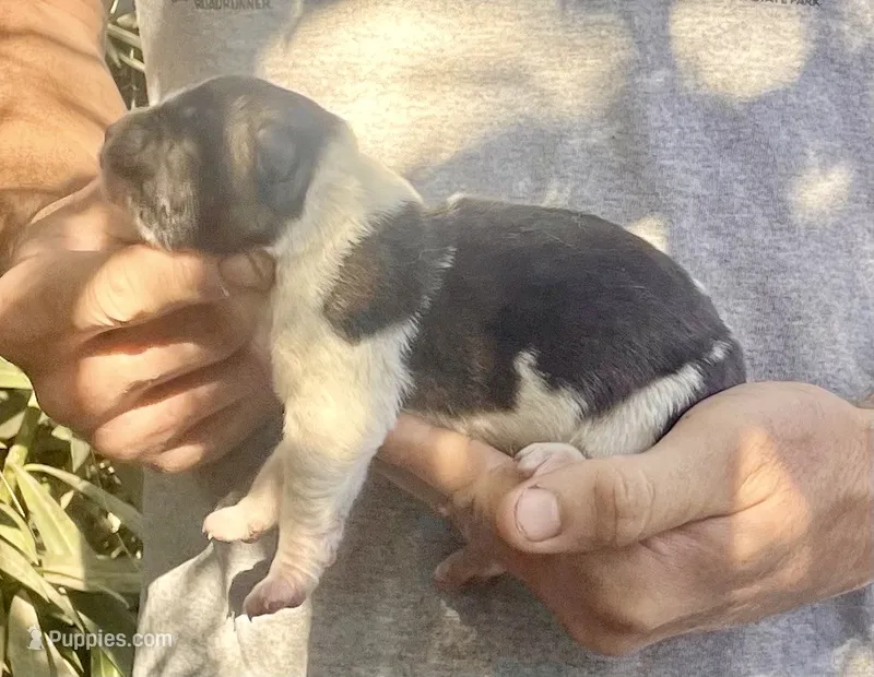 F2 – Akita puppy for sale in Bakersfield, CA