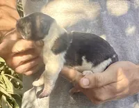F2, a female Akita for sale in Bakersfield, CA – 1 of 6