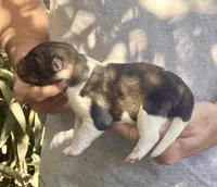 F3, a female Akita for sale in Bakersfield, CA – 1 of 6