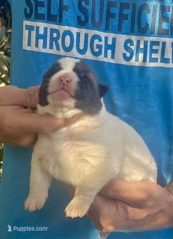 F1 – Akita puppy on hold in Bakersfield, CA