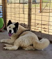 F3, a female Akita for sale in Bakersfield, CA – 5 of 6