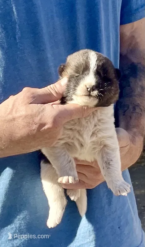 F2 – Akita puppy for sale in Bakersfield, CA
