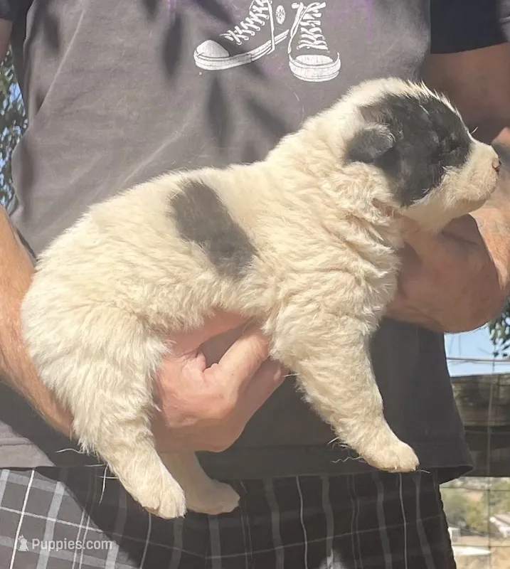 M2 – Akita puppy for sale in Bakersfield, CA