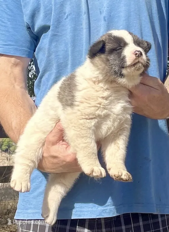 F1 – Akita puppy for sale in Bakersfield, CA