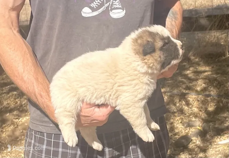 F5 – Akita puppy for sale in Bakersfield, CA