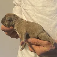 F2, a female American Bully for sale in Bakersfield, CA – Photo 2 of 4