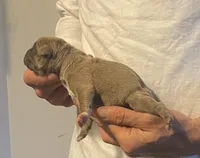 F2, a female American Bully for sale in Bakersfield, CA – Photo 2 of 4