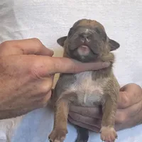 F2, a female American Bully for sale in Bakersfield, CA – Photo 1 of 4