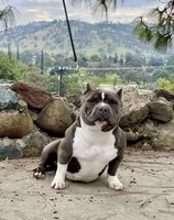 F2, a female American Bully for sale in Bakersfield, CA – Photo 3 of 4