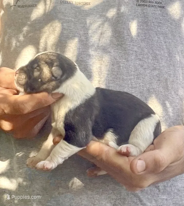 F4 – Akita puppy for sale in Bakersfield, CA