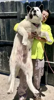 F1, a female Akita for sale in Bakersfield, CA – 4 of 6