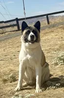 M2, a male Akita for sale in Bakersfield, CA – 3 of 6