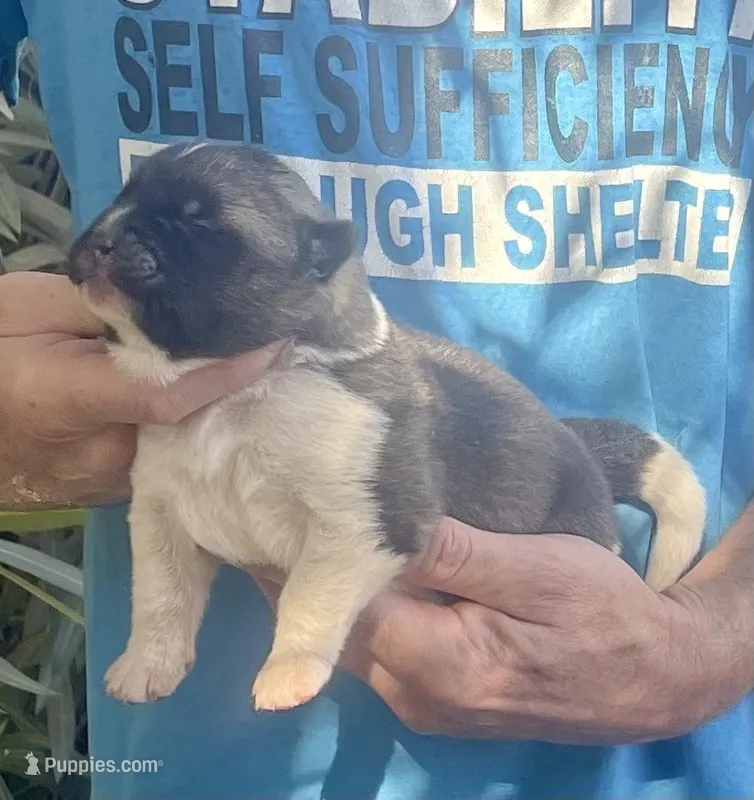 F3 – Akita puppy for sale in Bakersfield, CA